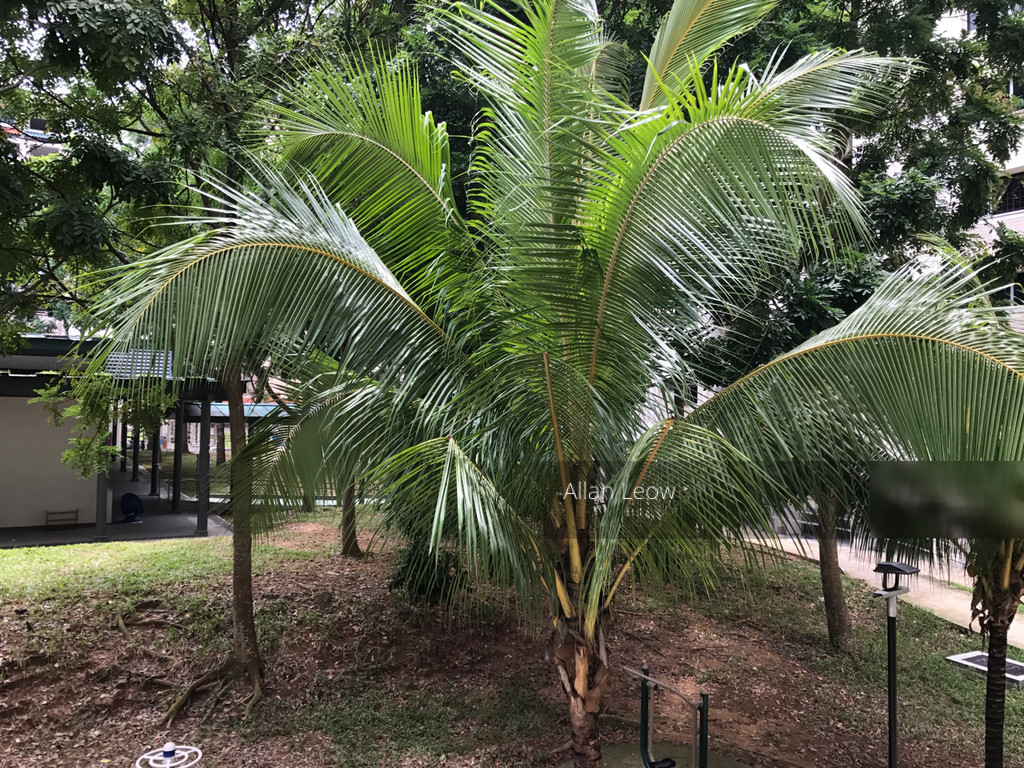 Blk 538 Serangoon North Avenue 4 (Serangoon), HDB 5 Rooms #154492452